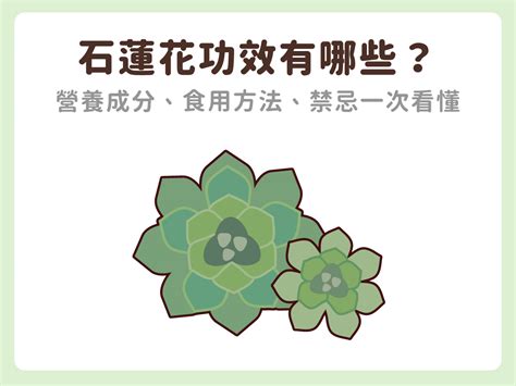 石蓮花禁忌|石蓮花功效有哪些？營養成分、食用方法、禁忌（注意事項 ... ::